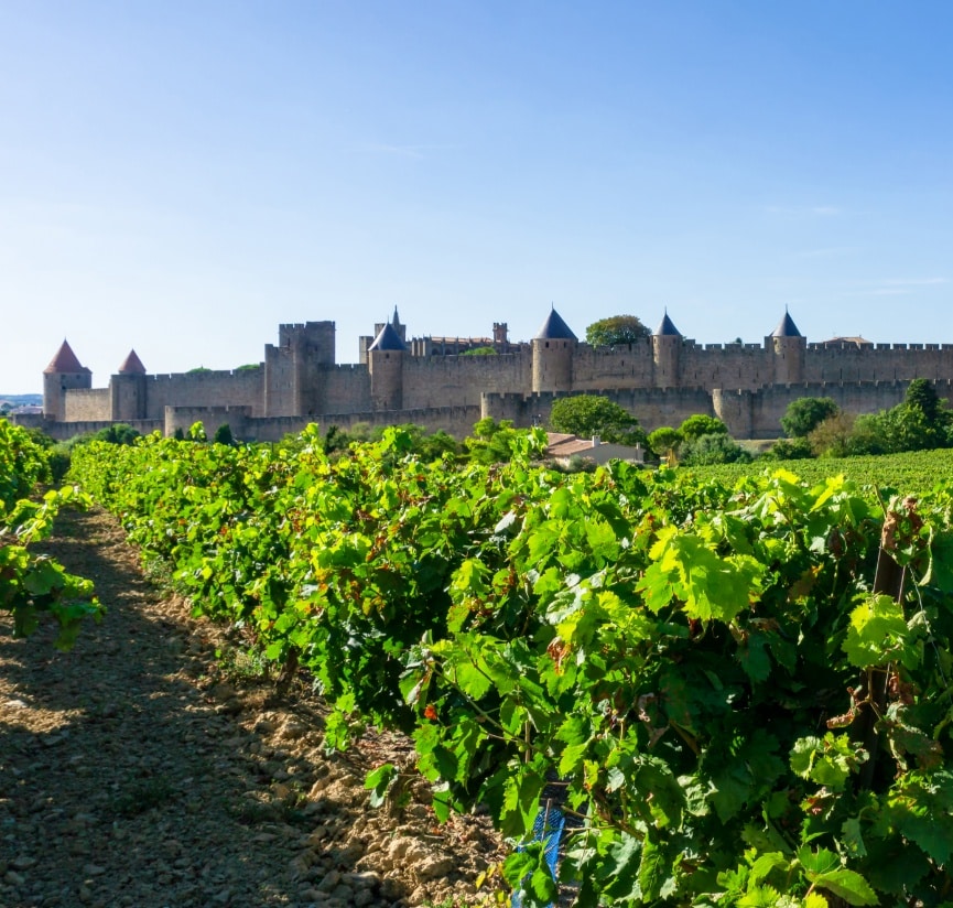 Découvrir les vignobles bordelais